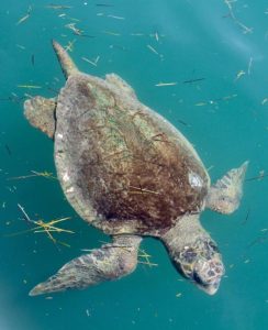 What makes Kefalonia a great spot for nature lovers?