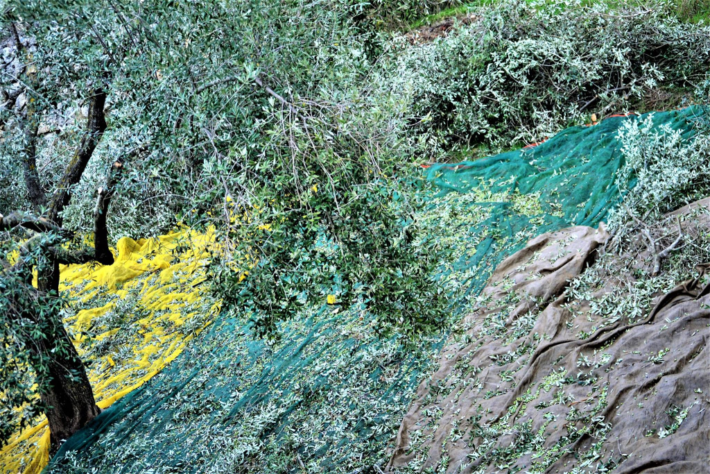 Olive Picking - En Kefallinia Organic Farm Restaurant -Kefalonia villa for rent