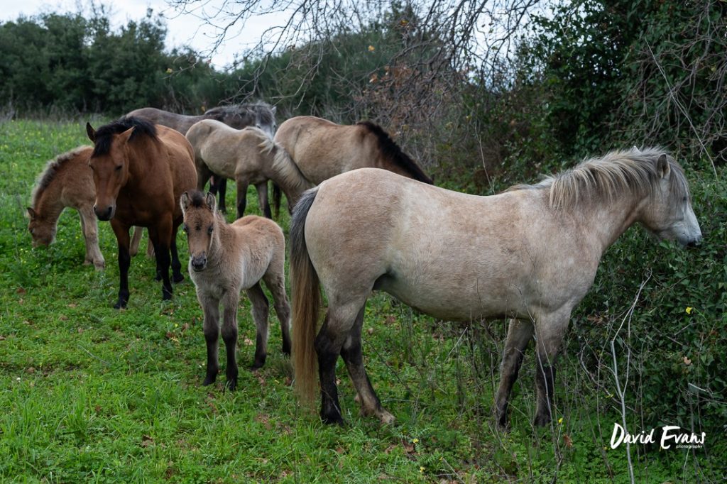 wild horoses in kefalonia